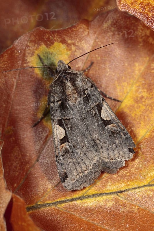 Setaceous hebrew character