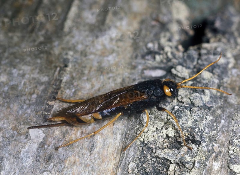 Giant wood wasp