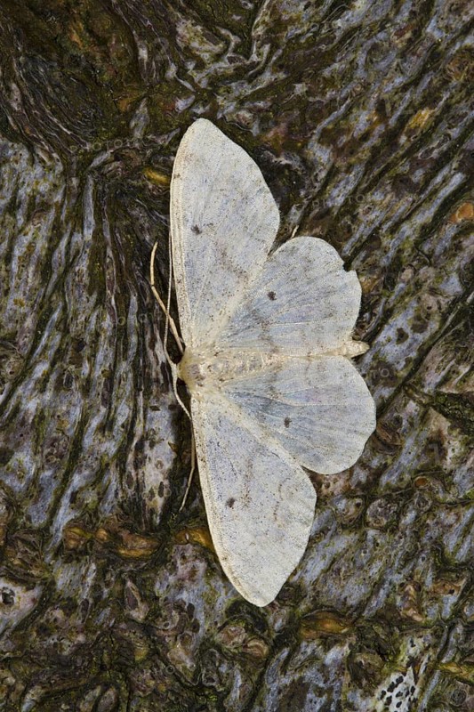 Small fan-footed wave
