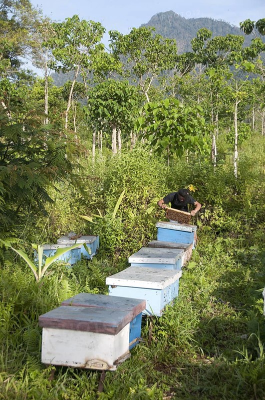 Beekeeping