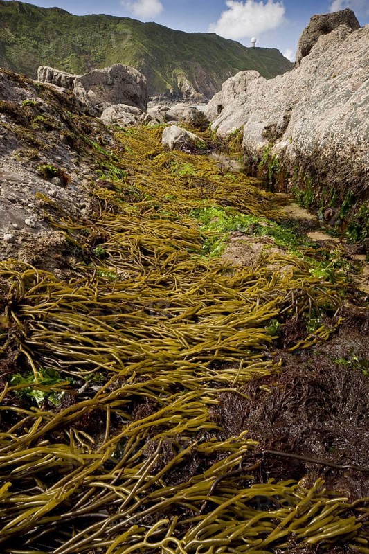 Brown tuning forkwort
