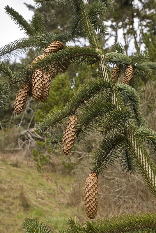 Sitka spruce