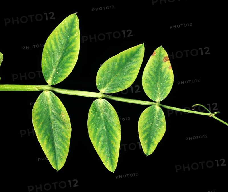 Manganese deficiency