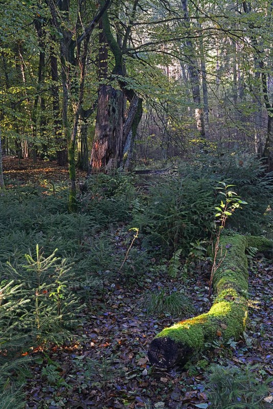 Autumn in the Briesetal landscape conservation area near Berlin