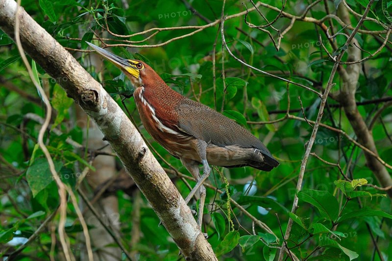 Marbled Tiger Heron