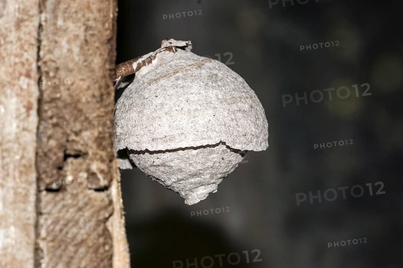 Wasps' nest