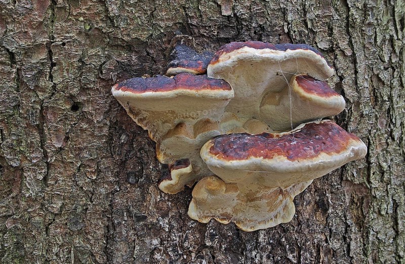 Red Banded Polypore
