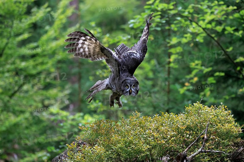 Great Grey Owl