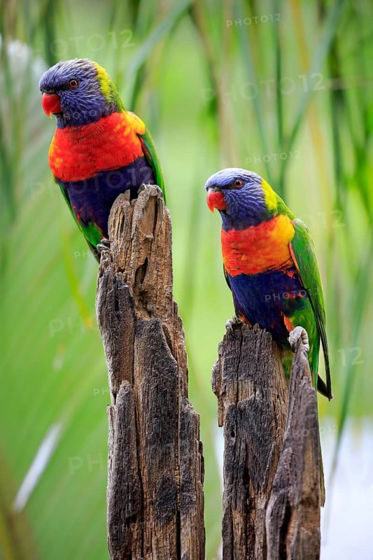 Coconut lorikeet