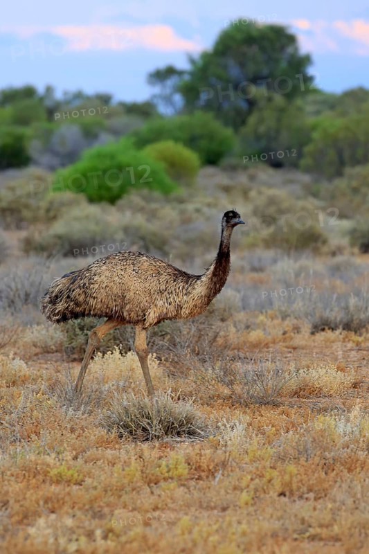 Emu
