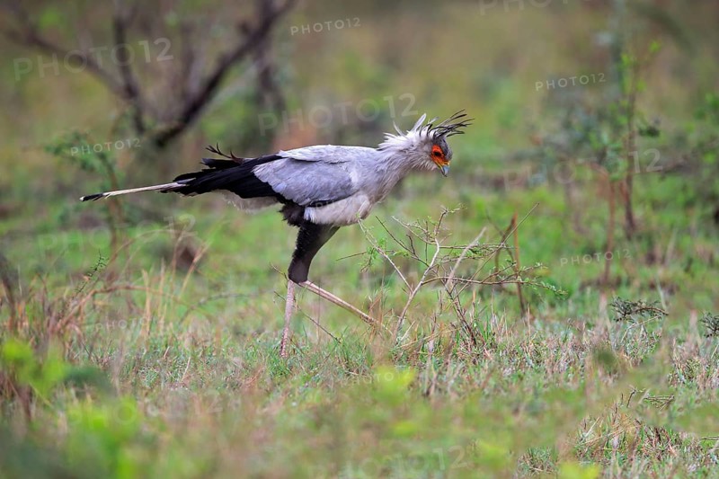 Secretary bird