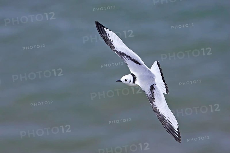 Larus tridactylus