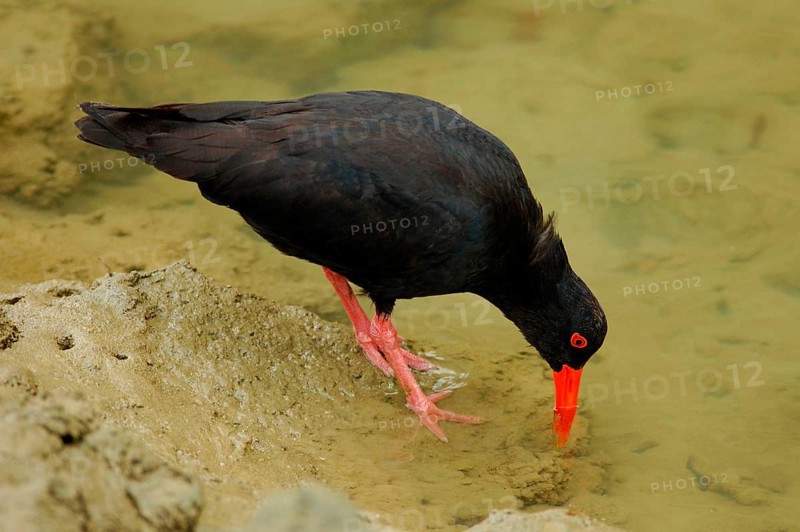 Variable oystercatcher