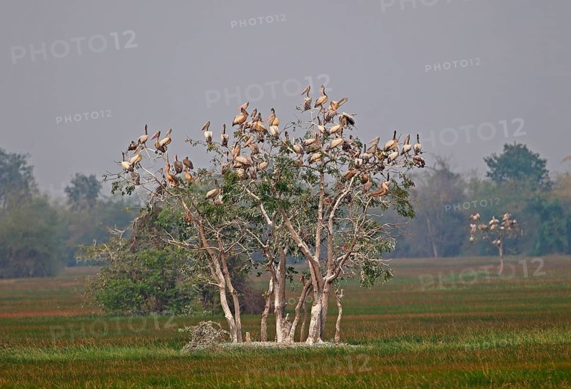 Spot-billed Pelican