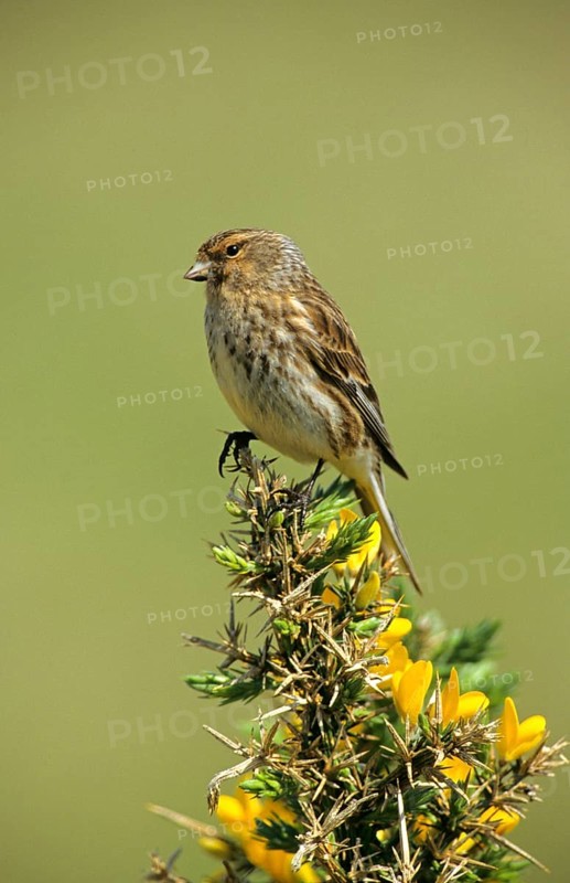 Twite