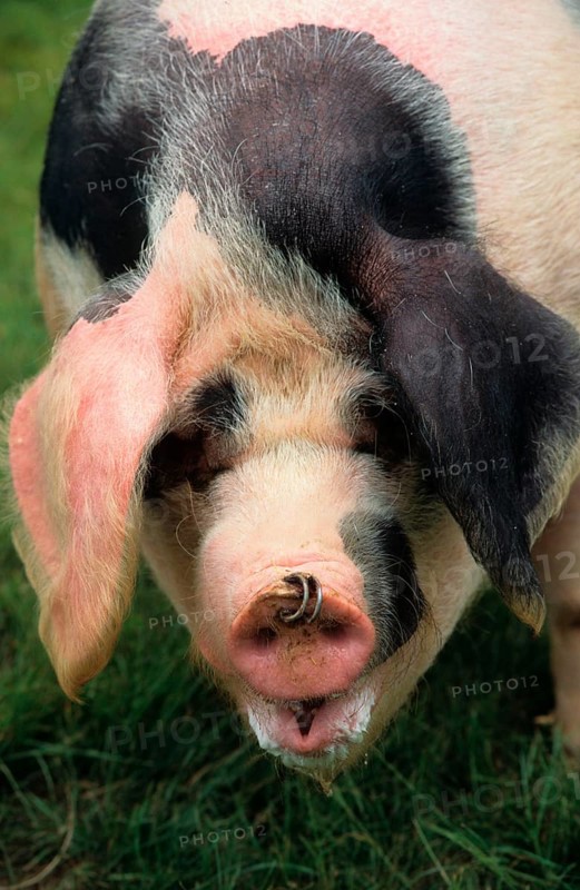 Domestic pig