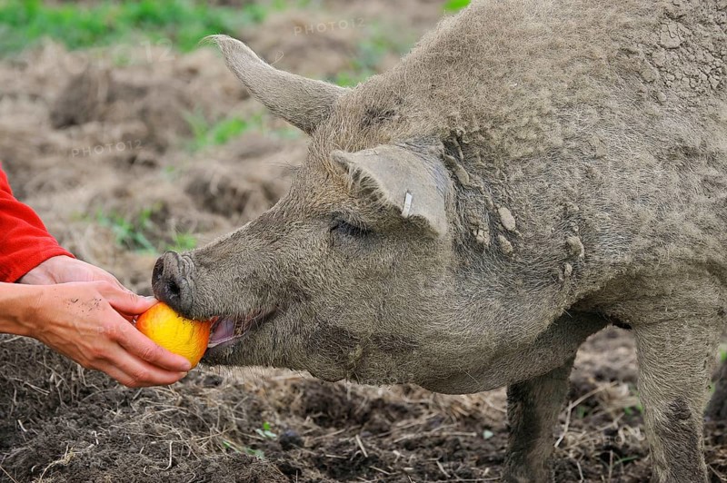 Domestic pig