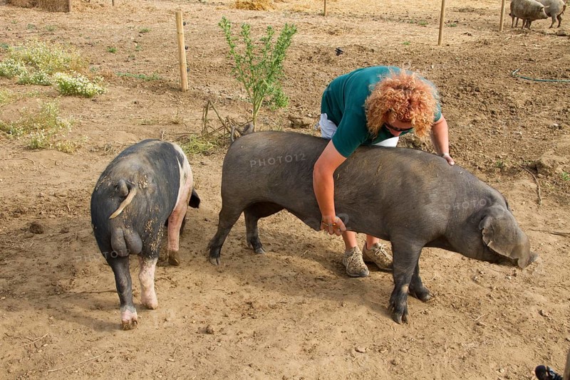 Domestic pig