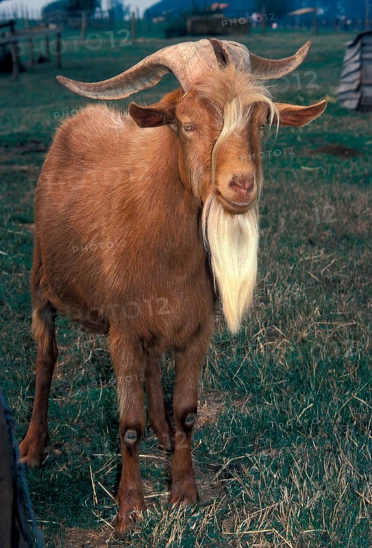 Domestic goat Golde