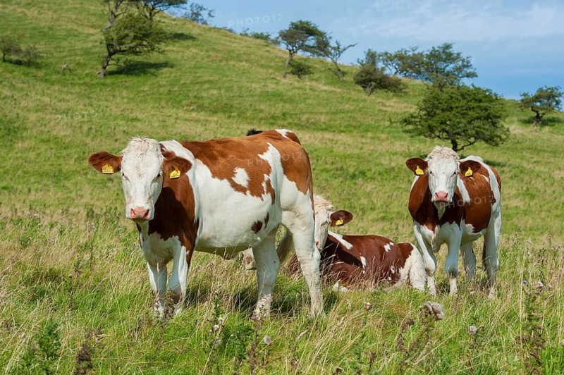 Domestic Cattle