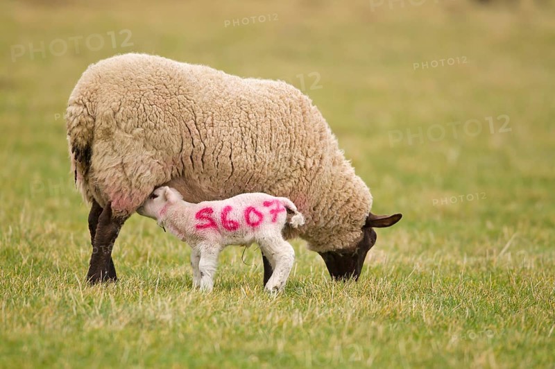 Domestic Sheep