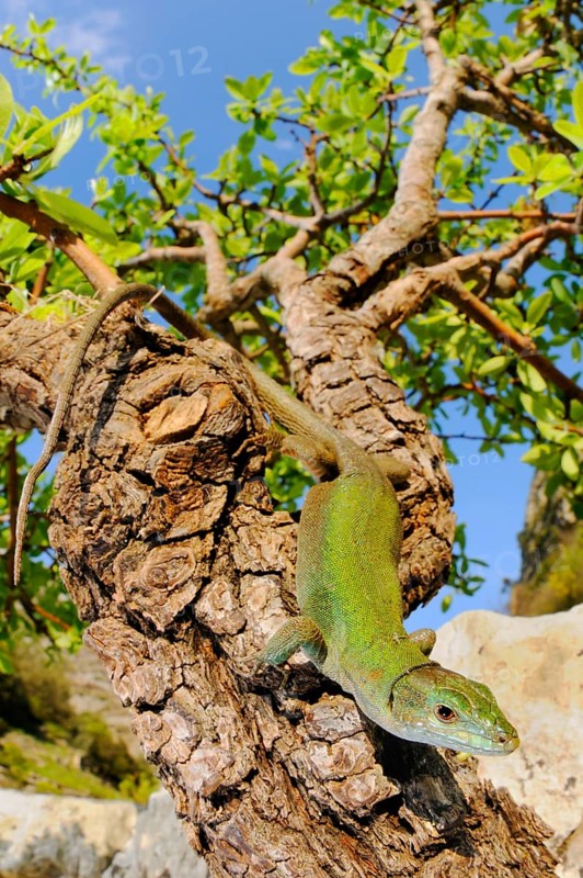 Italian wall lizard