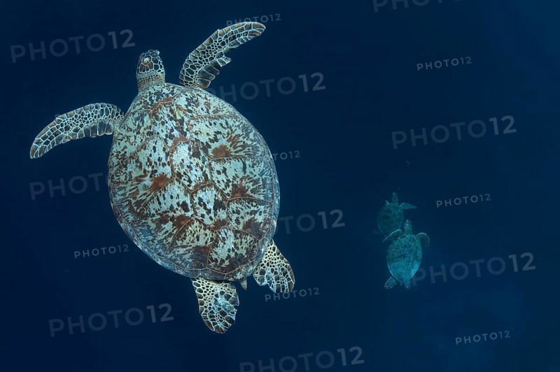 Green Turtle