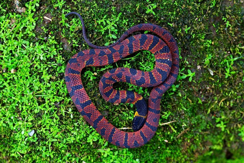 Red Coffee Snake