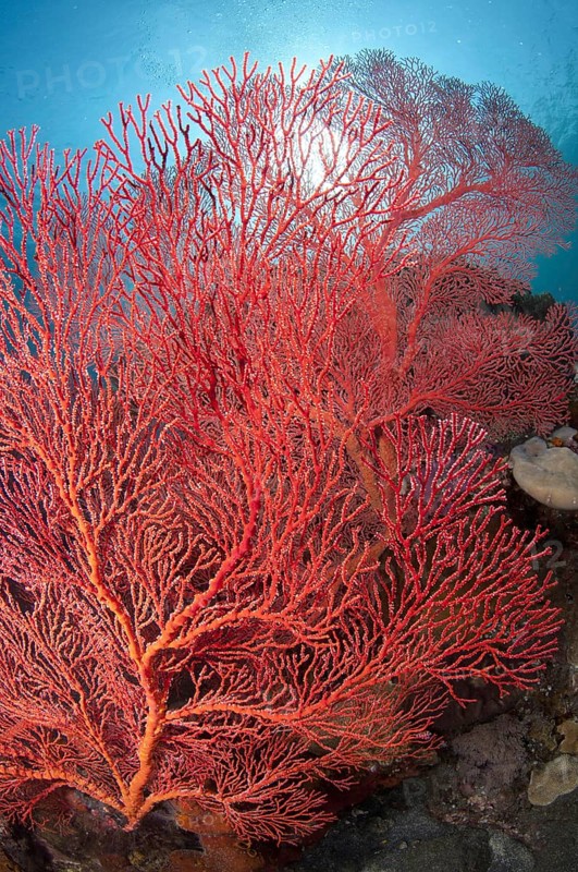 Soft coral