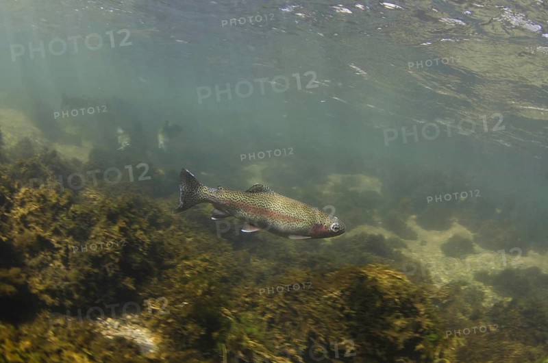 Rainbow trout