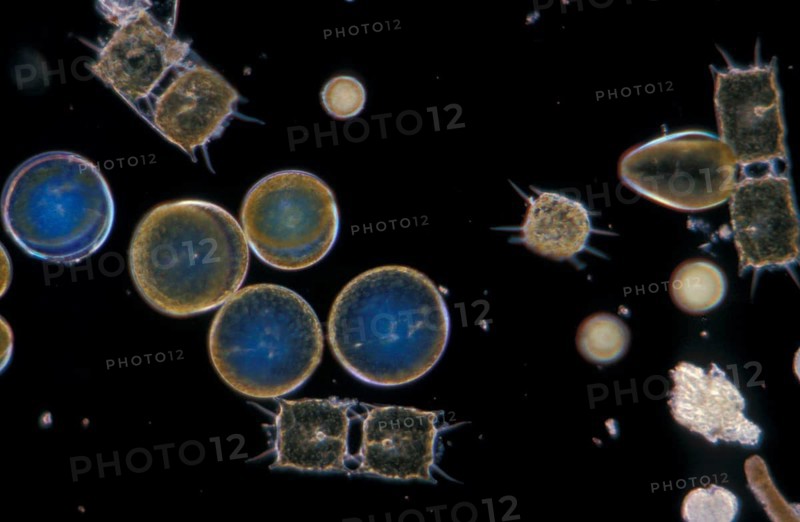 Plankton