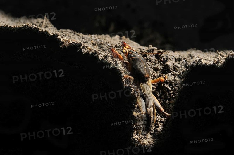 European Mole Cricket