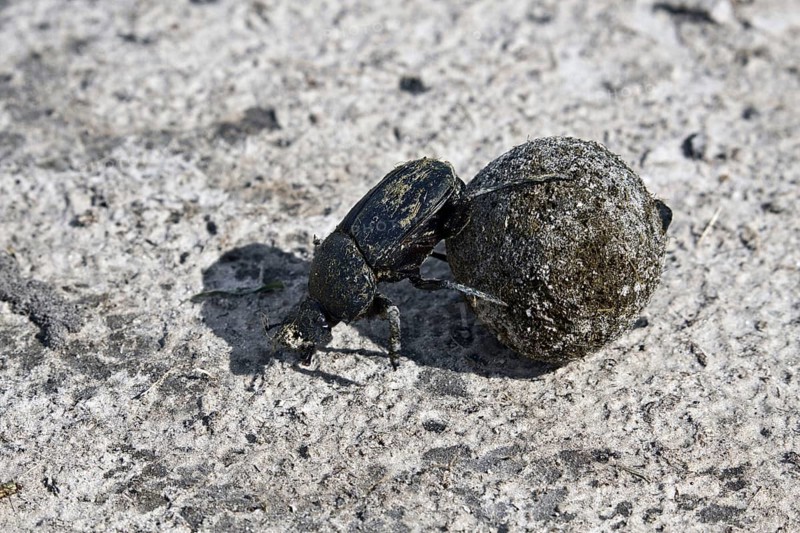 Dung or scarab beetle