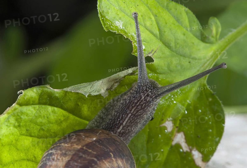 Garden Snail