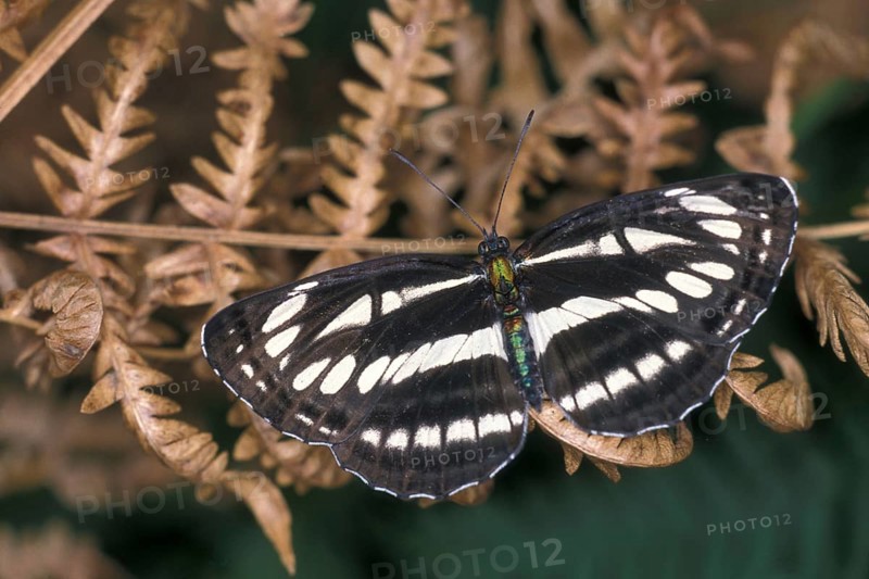 Neptis aceris
