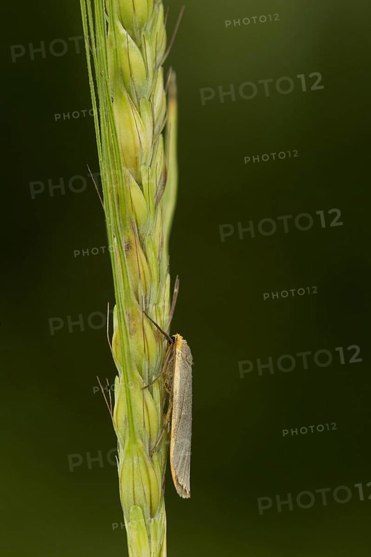 Common footman