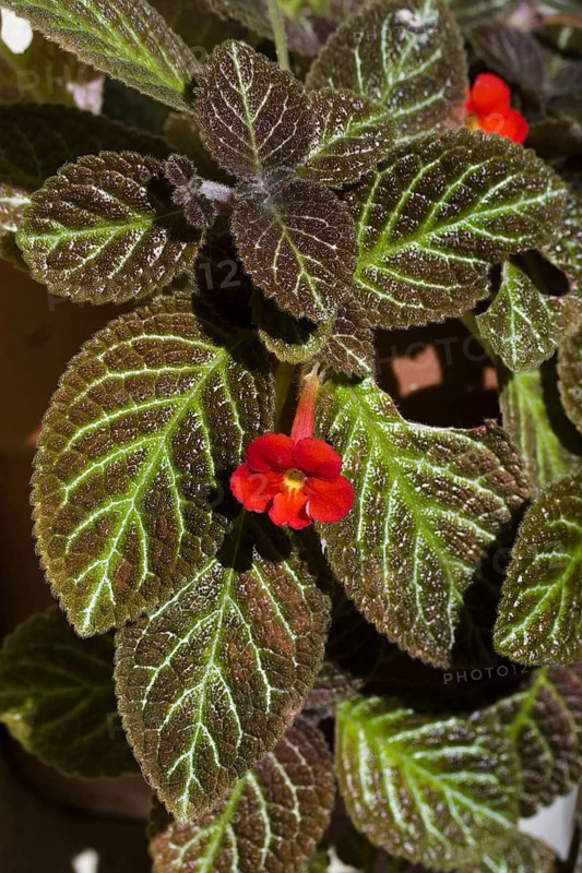 Flame violet