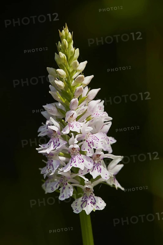 Common spotted orchid