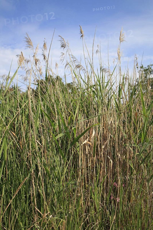Common reed