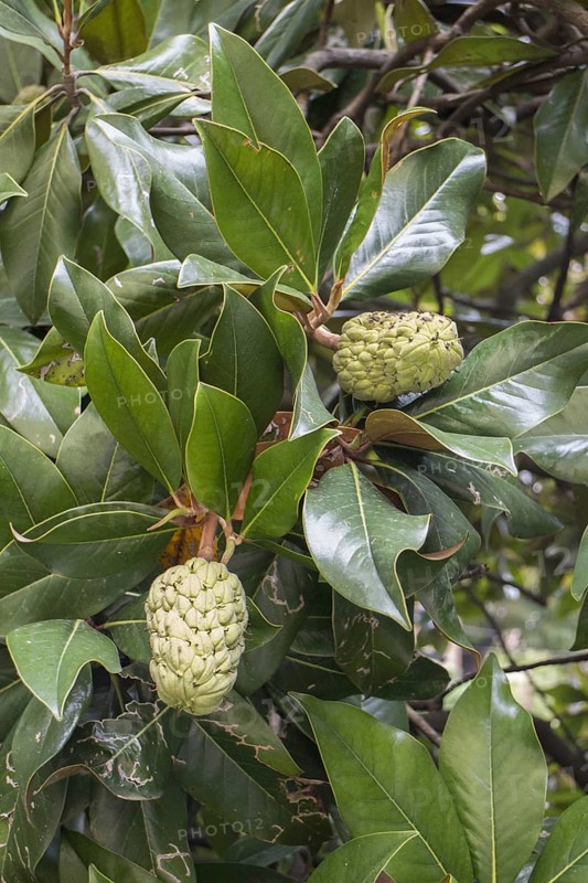 Evergreen or southern Magnolia