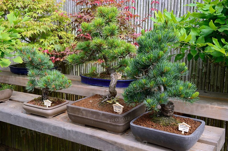 Scots pine
