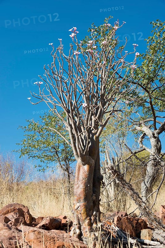 Bushman poison