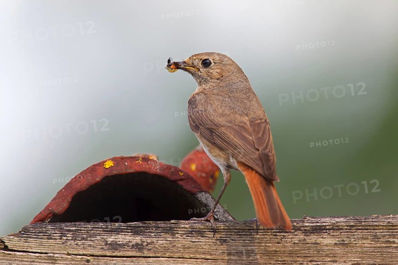 Common redstart