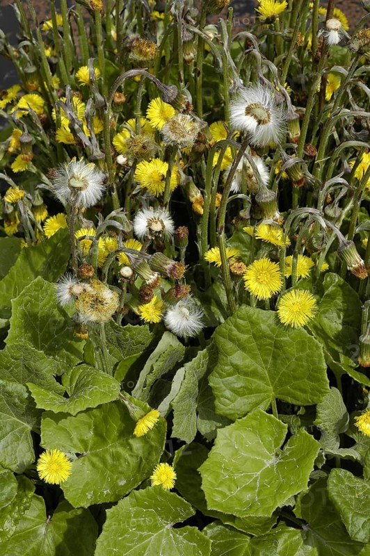 Coltsfoot