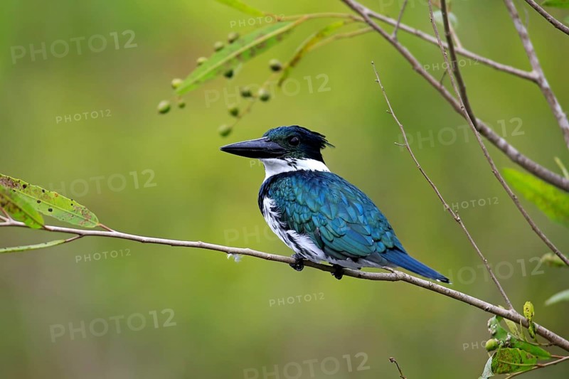 Amazon Kingfisher