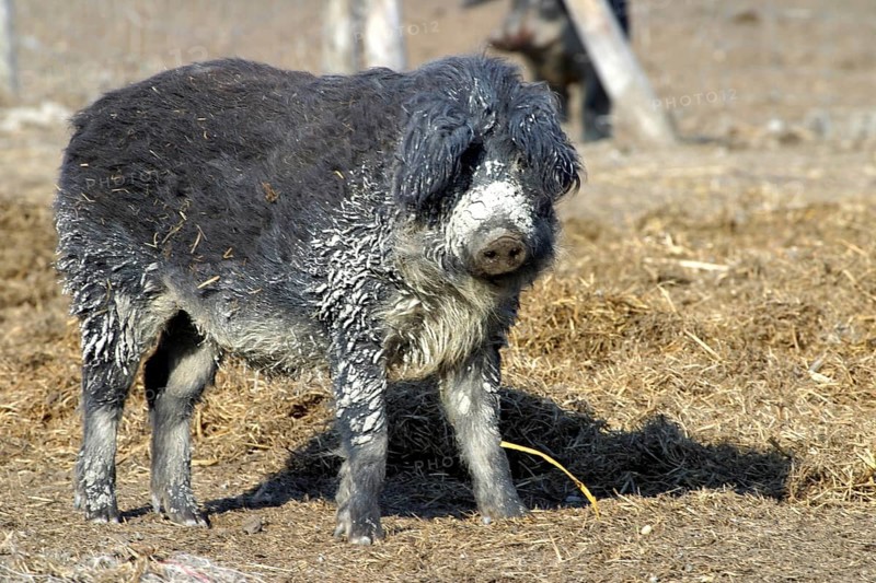 Mangalica pig