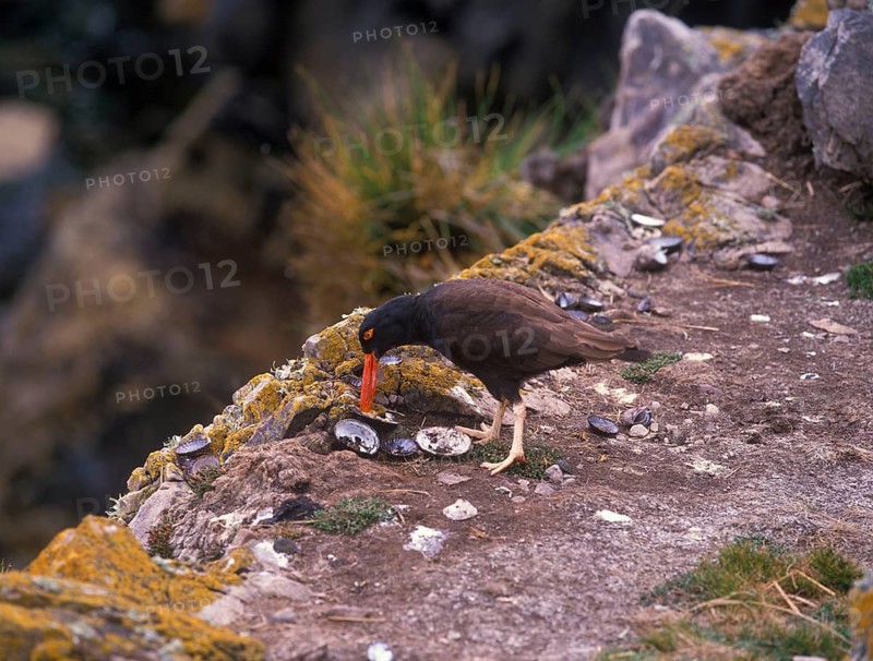 Blackish oystercatcher