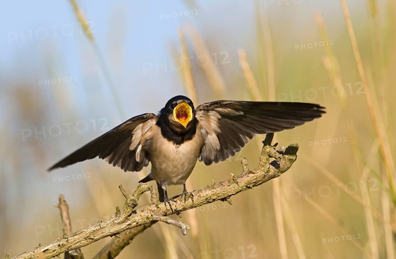 Barn Swallow