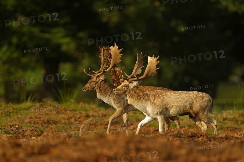 Fallow deer