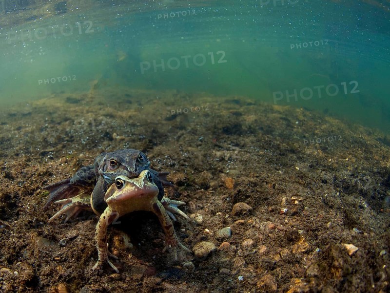 Common common frog